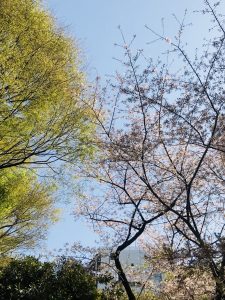 明日から四月♪