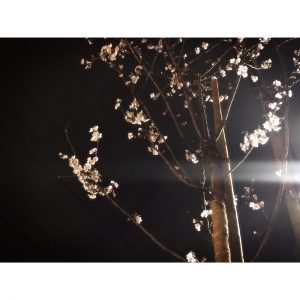 桜の季節☆.*