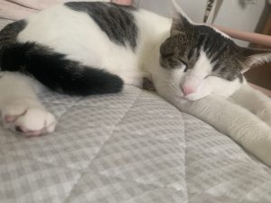 私の癒し