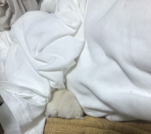 Nakai◇いくら。◇