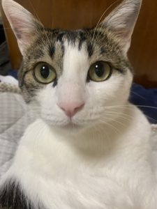 《金澤家のぴょるくん》